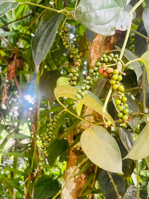 Premium Ceylon Black Pepper Powder
