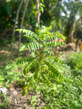 Ceylon Curry Leaves Powder | Shade-Dried & Pure | Quick Ceylon