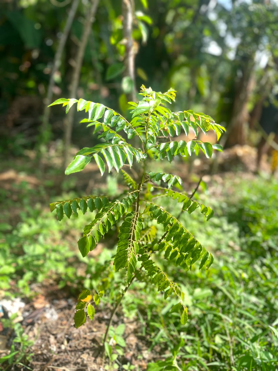 Ceylon Curry Leaves Powder | Shade-Dried & Pure | Quick Ceylon