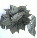Dried Soursop Leaves