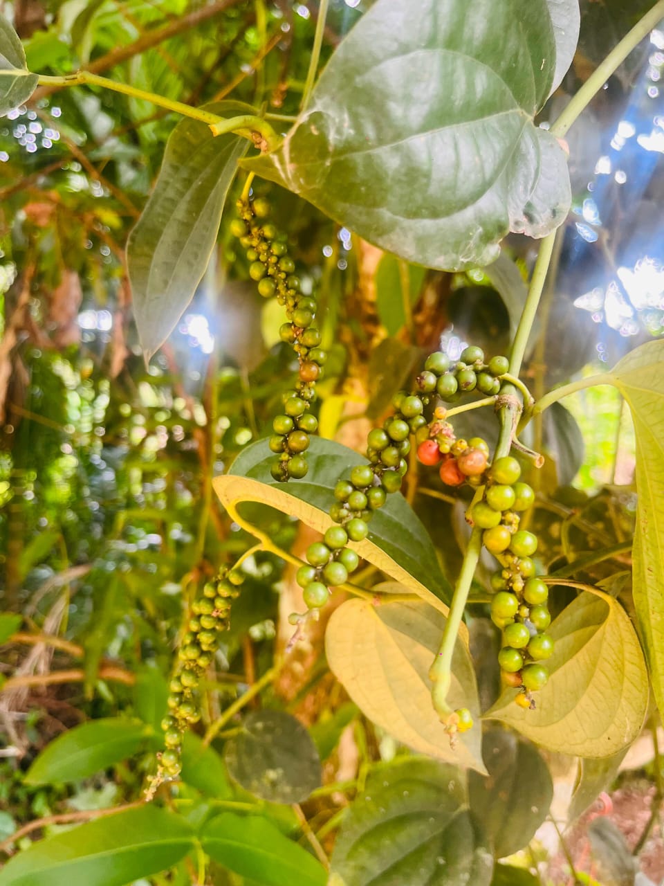 Premium Ceylon Black Pepper (Whole Peppercorns)