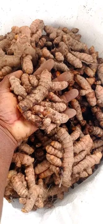 Premium Ceylon Turmeric Powder | 100% Pure Sri Lankan Turmeric