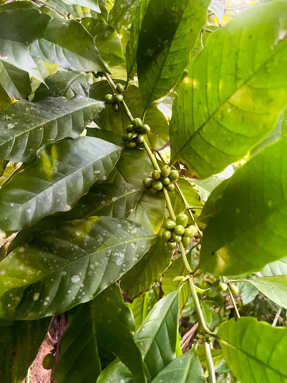 Ceylon Coffee Beans