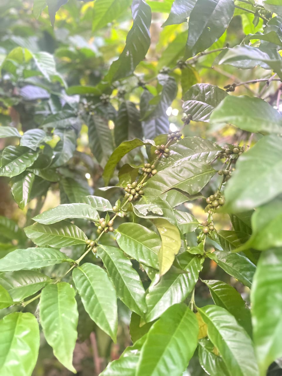 Ceylon Coffee Beans