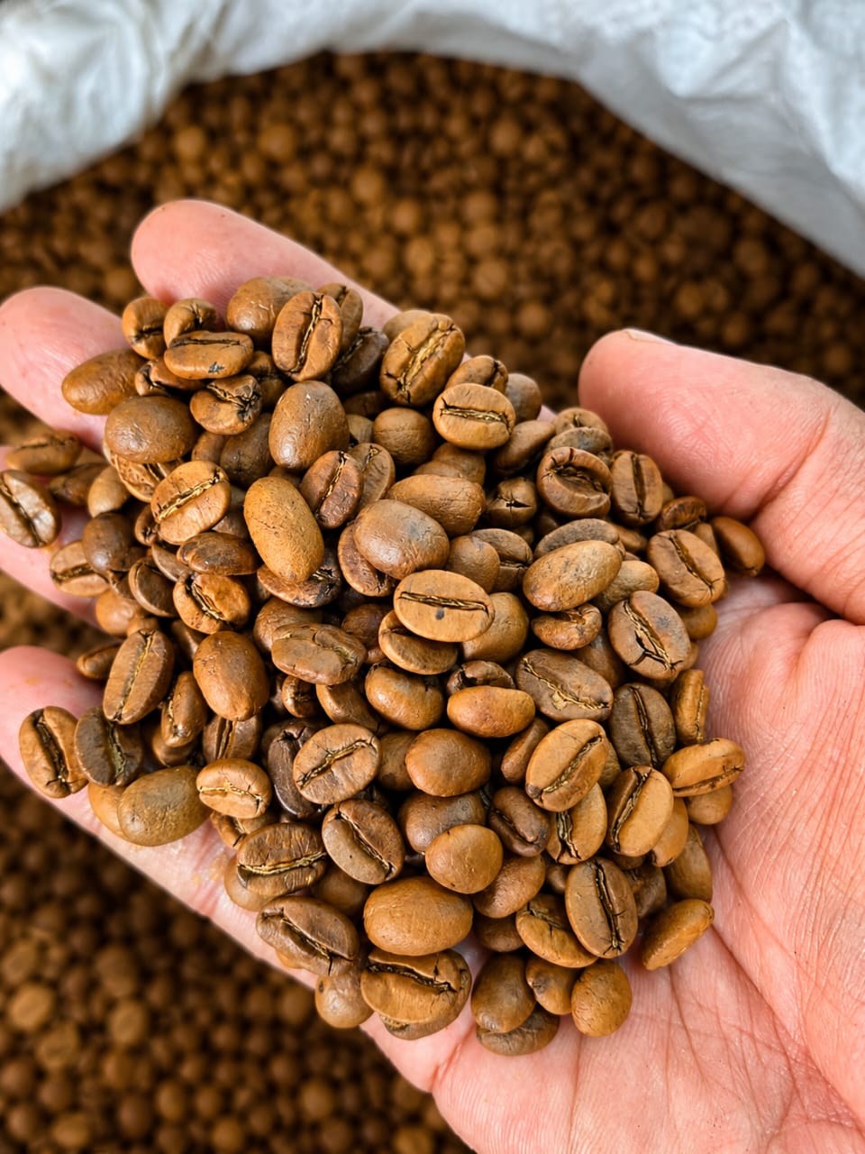 Ceylon Coffee Powder | 100% Pure Sri Lankan Coffee | Quick Ceylon
