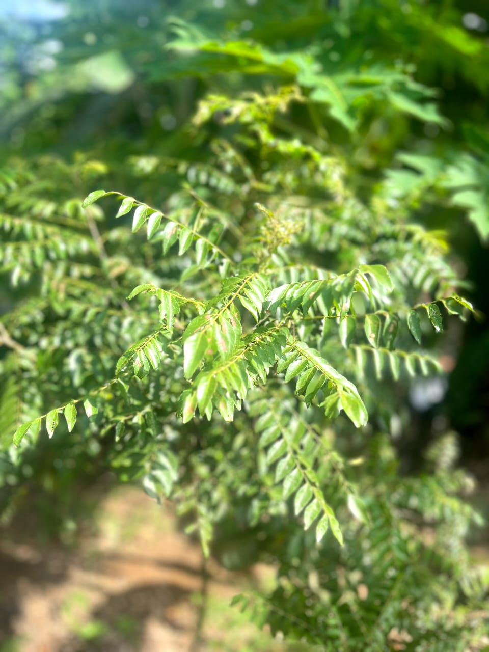 Ceylon Curry Leaves Powder | Shade-Dried & Pure | Quick Ceylon