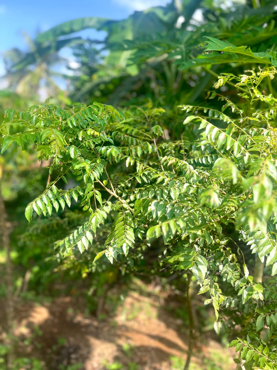 Ceylon Curry Leaves Powder | Shade-Dried & Pure | Quick Ceylon