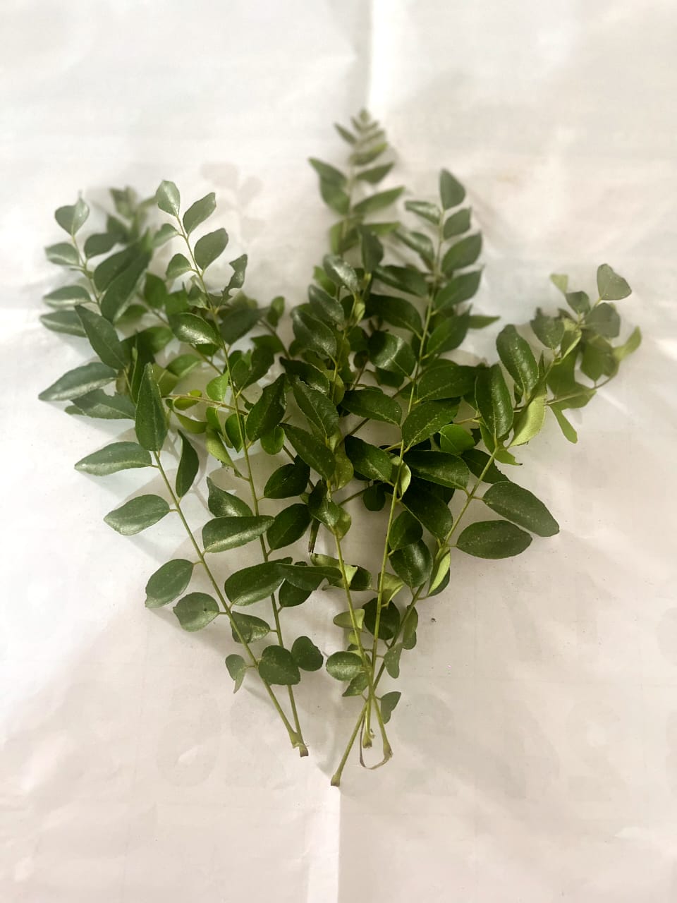 Ceylon Curry Leaves Powder | Shade-Dried & Pure | Quick Ceylon