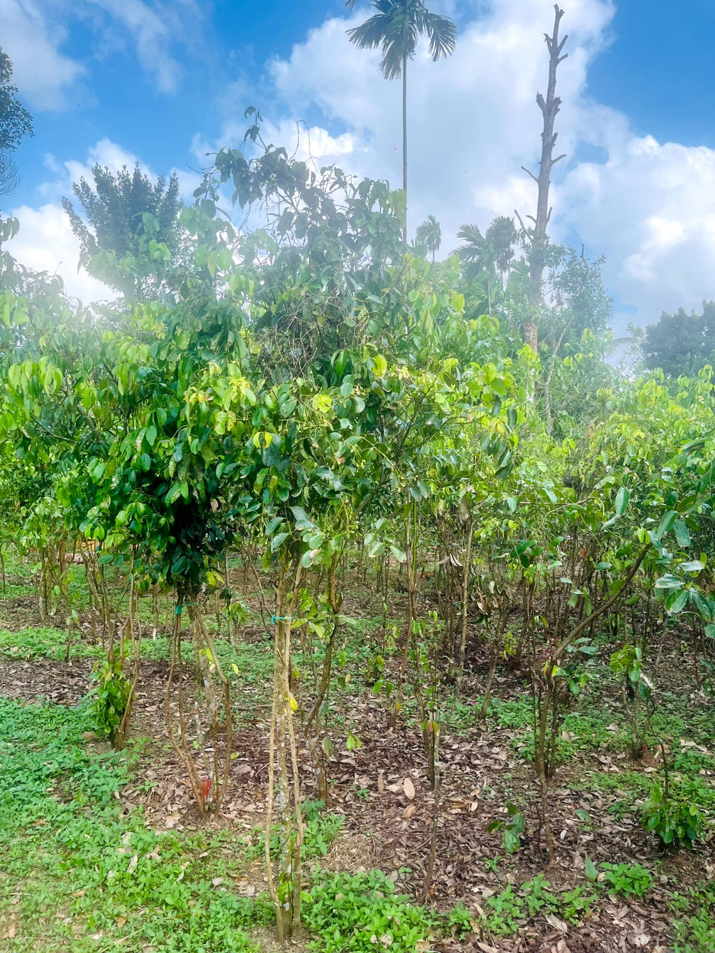 Ceylon Cinnamon Powder