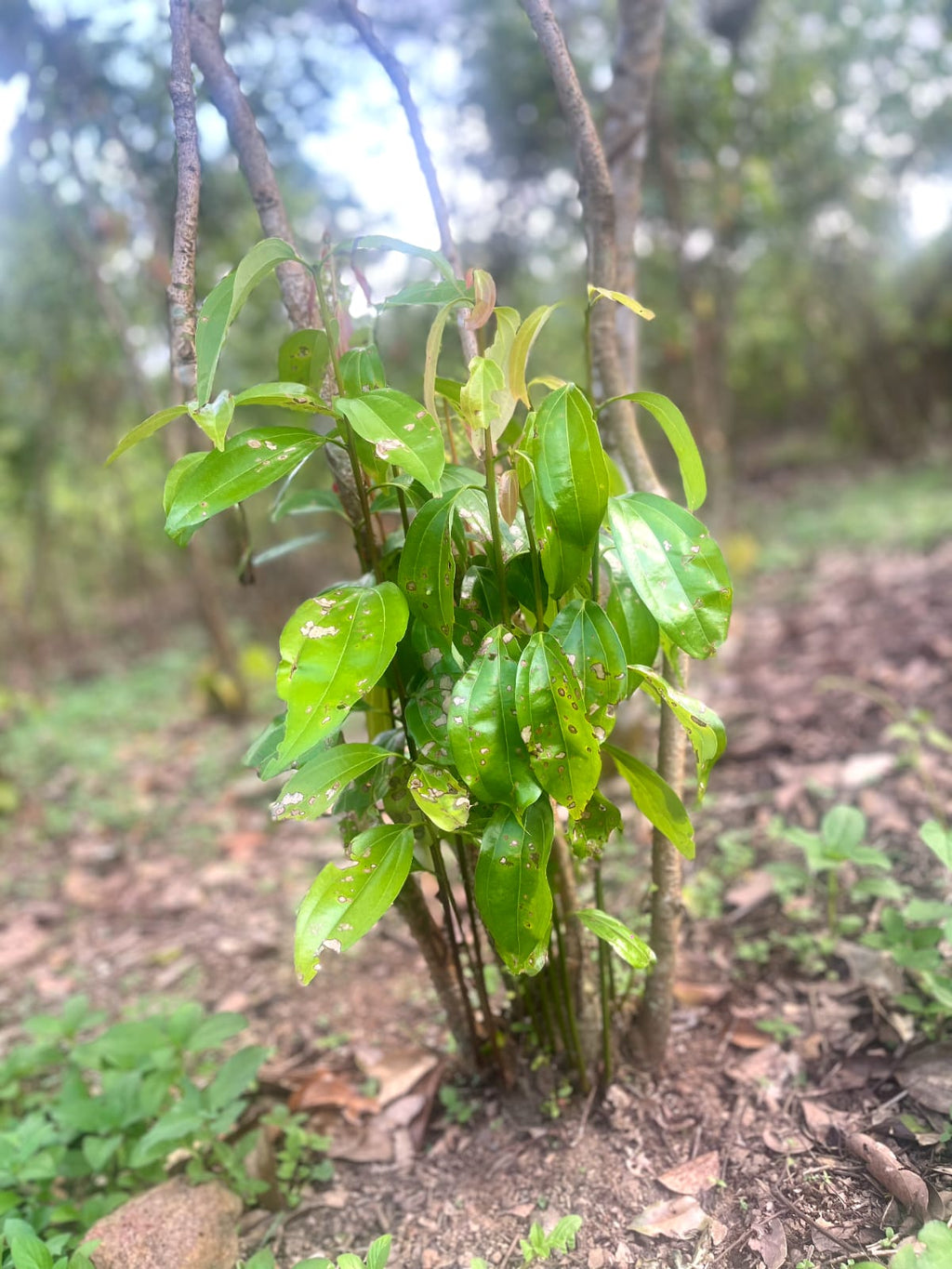 Ceylon Cinnamon Powder