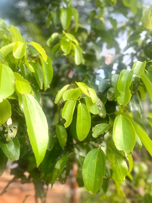 Ceylon Cinnamon Powder