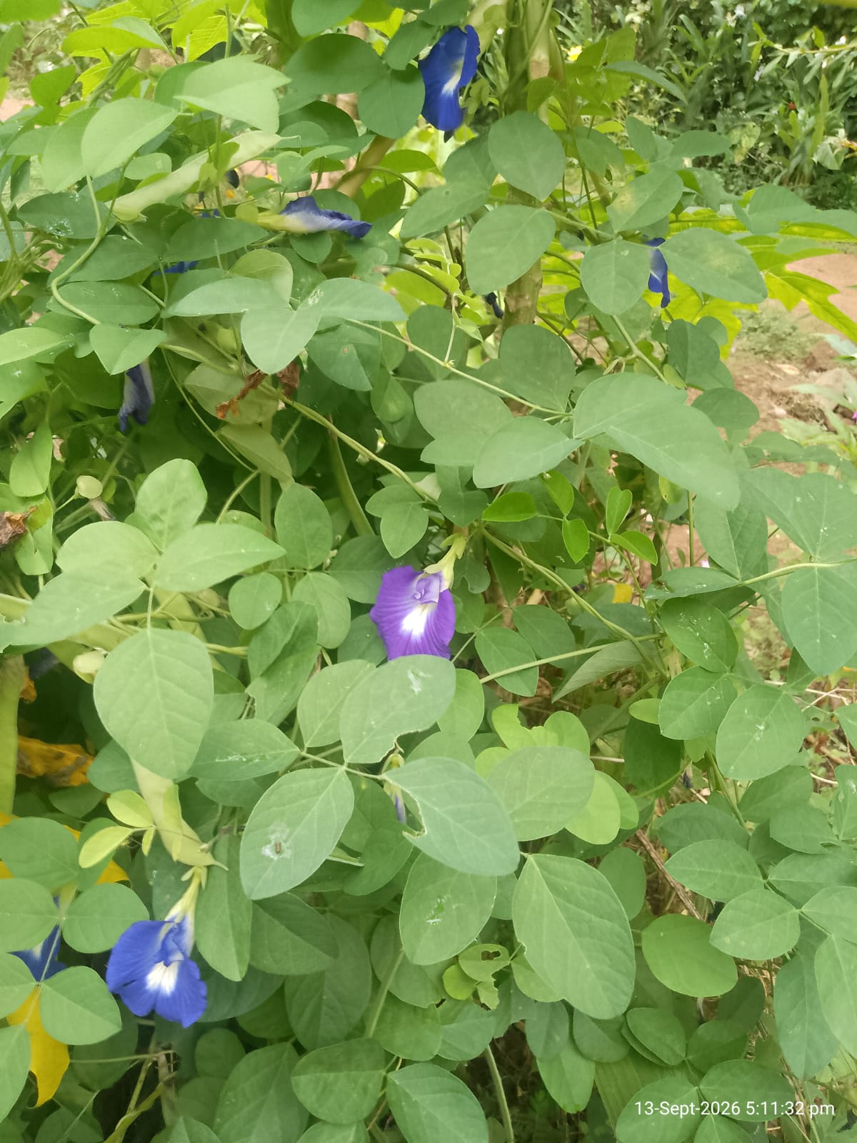 Premium Dried Blue Butterfly Pea Flower