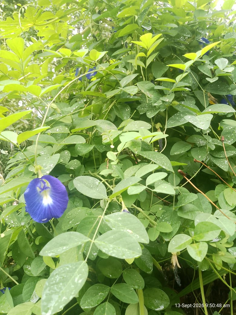 Premium Dried Blue Butterfly Pea Flower