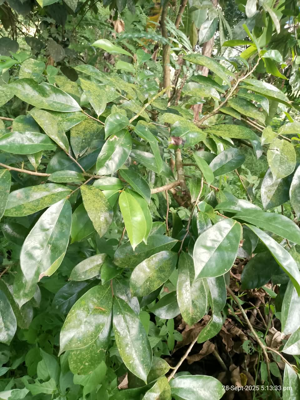 Dried Soursop Leaves