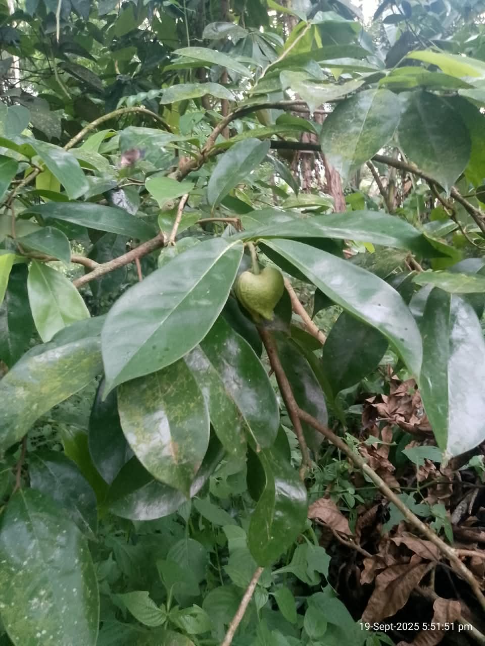 Dried Soursop Leaves