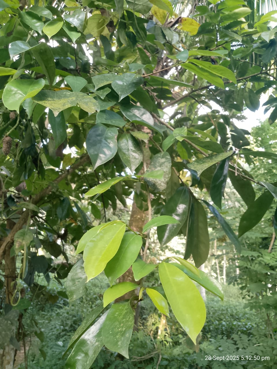 Dried Soursop Leaves