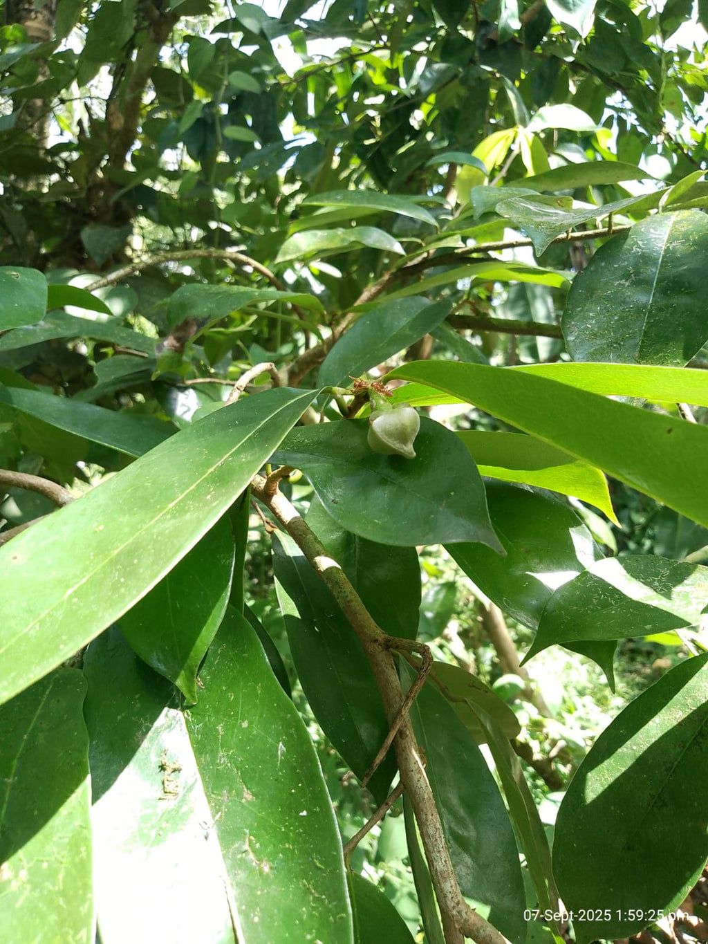 Dried Soursop Leaves
